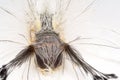 The Caterpillar Of The Tussock Moth