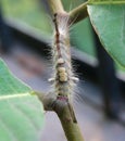 A caterpillar of Tussock moth Royalty Free Stock Photo
