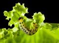 Caterpillar under lettuce leaf Royalty Free Stock Photo