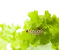 Caterpillar under lettuce leaf Royalty Free Stock Photo
