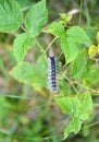 The caterpillar of an unpaired silkworm Lymantria dispar Linnaeus crawls over a branch of raspberry Royalty Free Stock Photo