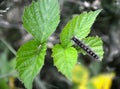 The caterpillar of the unpaired silkworm Lymantria dispar Linnaeus eats a leaf of raspberry