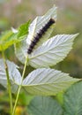 Caterpillar of unpaired silkworm Lymantria dispar Linnaeus eats raspberry leaf Royalty Free Stock Photo