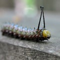 Caterpillar up close