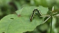 A caterpillar with various colors and black dots line is eating on a green leaf while raises its body above