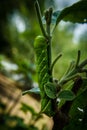 HAWK MOTH CATERPILLAR CAMOUFLAGING