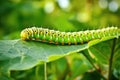 caterpillar walking along the edge of a leaf