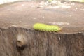 Caterpillar walking on a tree trunk.