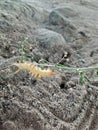 Caterpillar walking upside down on plant stem