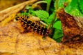 a caterpillar walks through the leaves Royalty Free Stock Photo