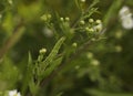 Caterpillar Well Camouflaged On The Stem of The Plant