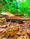 The Caterpillar were struggle to find food. Royalty Free Stock Photo