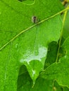 Caterpillar on a wet oak leaf Royalty Free Stock Photo