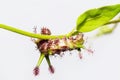 Caterpillar of White Commodore butterfly on leaf Royalty Free Stock Photo