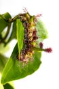 Caterpillar of White Commodore butterfly on leaf Royalty Free Stock Photo