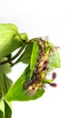 Caterpillar of White Commodore butterfly on leaf Royalty Free Stock Photo