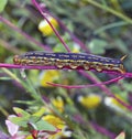 Caterpillar: White Lined Sphinx Larva Royalty Free Stock Photo