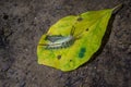 Caterpillar, White Marked Tussock Moth on a leaf Royalty Free Stock Photo