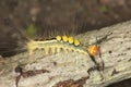 Caterpillar of whitemarked tussock moth on a branch in Connecticut. Royalty Free Stock Photo