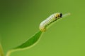 Caterpillar on a willow leaf closeup Royalty Free Stock Photo