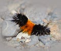 Caterpillar (Wooly Bear)