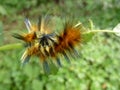 Caterpillar Royalty Free Stock Photo