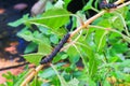 Caterpillar worm black and white striped Walking on leaf Eupterote testacea, Hairy caterpillar select focus with shallow depth Royalty Free Stock Photo