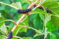 Caterpillar worm black and white striped Walking on leaf Eupterote testacea, Hairy caterpillar select focus with shallow depth Royalty Free Stock Photo