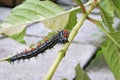 Caterpillar worm black and white striped Walking on leaf Eupterote testacea, Hairy caterpillar select focus with shallow depth Royalty Free Stock Photo