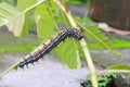 Caterpillar worm black and white striped Walking on leaf Eupterote testacea, Hairy caterpillar select focus with shallow depth Royalty Free Stock Photo