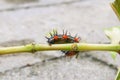 Caterpillar worm black and white striped Walking on leaf Eupterote testacea, Hairy caterpillar select focus with shallow depth Royalty Free Stock Photo