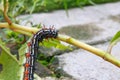 Caterpillar worm black and white striped Walking on leaf Eupterote testacea, Hairy caterpillar select focus with shallow depth Royalty Free Stock Photo