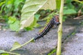 Caterpillar worm black and white striped Walking on leaf Eupterote testacea, Hairy caterpillar select focus with shallow depth Royalty Free Stock Photo