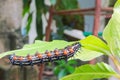 Caterpillar worm black and white striped Walking on leaf Eupterote testacea, Hairy caterpillar select focus with shallow depth Royalty Free Stock Photo