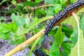 Caterpillar worm black and white striped Walking on leaf Eupterote testacea, Hairy caterpillar select focus with shallow depth Royalty Free Stock Photo
