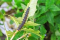 Caterpillar worm black and white striped Walking on leaf Eupterote testacea, Hairy caterpillar select focus with shallow depth Royalty Free Stock Photo