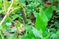 Caterpillar worm black and white striped Walking on leaf Eupterote testacea, Hairy caterpillar select focus with shallow depth Royalty Free Stock Photo