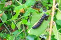 Caterpillar worm black and white striped Walking on leaf Eupterote testacea, Hairy caterpillar select focus with shallow depth Royalty Free Stock Photo