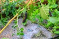 Caterpillar worm black and white striped Walking on leaf Eupterote testacea, Hairy caterpillar select focus with shallow depth Royalty Free Stock Photo