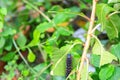 Caterpillar worm black and white striped Walking on leaf Eupterote testacea, Hairy caterpillar select focus with shallow depth Royalty Free Stock Photo