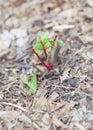 Caterpillar worm with drops on leaves of damaged Swiss chard plant at organic vegetable garden near Dallas, Texas, USA