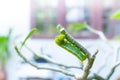 Caterpillar worm eating leaves nature