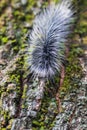 Caterpillar, worm-shaped worm with hairs on tree, animal insects Royalty Free Stock Photo
