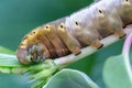 Caterpillar worm on tree. Caterpillar worm eating leaves Royalty Free Stock Photo