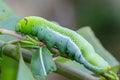 Caterpillar worm on tree. Caterpillar worm eating leaves Royalty Free Stock Photo