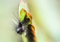 Caterpillar, worm wildlife, worm shape