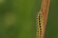 Caterpillar Royalty Free Stock Photo