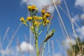 Cinnabar Moth Caterpillar on Common Ragwort with Blue Sky