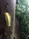 Yellow caterpillar, a caterpillar crawling on a stone pillar.