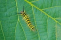 Caterpillar Royalty Free Stock Photo